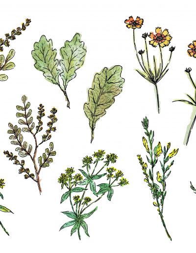 Kydra Nature - Les plantes tinctoriales - Laboratoire Ducastel